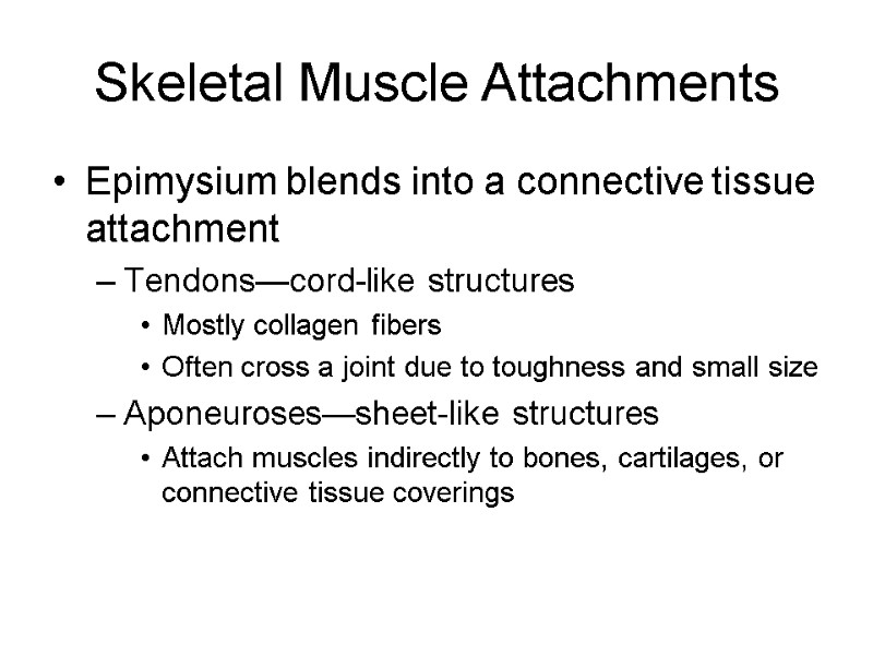 Skeletal Muscle Attachments Epimysium blends into a connective tissue attachment Tendons—cord-like structures  Mostly